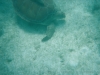 Sea Turtles - Akumal